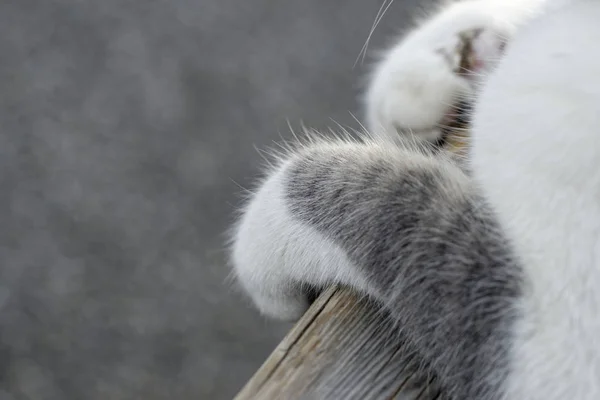 外の灰色の猫 — ストック写真