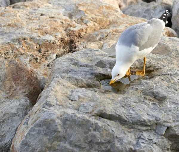 Seagull dricka vatten — Stockfoto