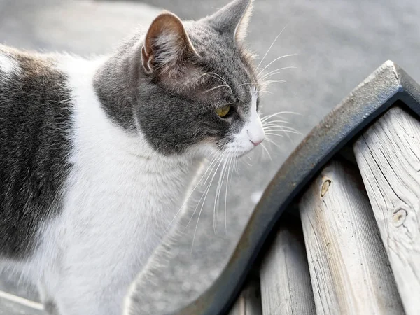 Graue Katze draußen — Stockfoto