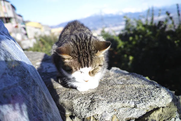 Gato en un jardín — Foto de Stock