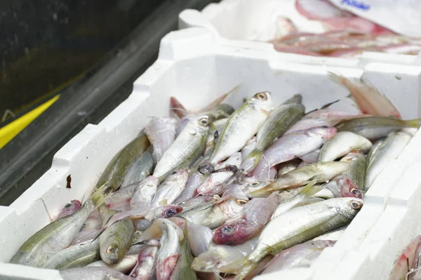 Gekleurde vissen bij de markt — Stockfoto