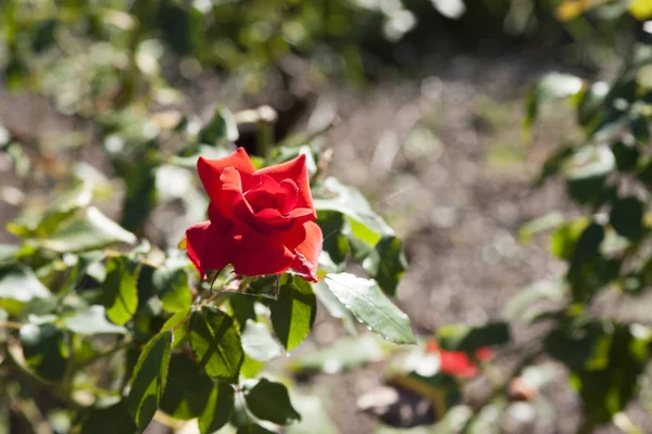 Detail Red Rose Garden Spezia — Stock Photo, Image