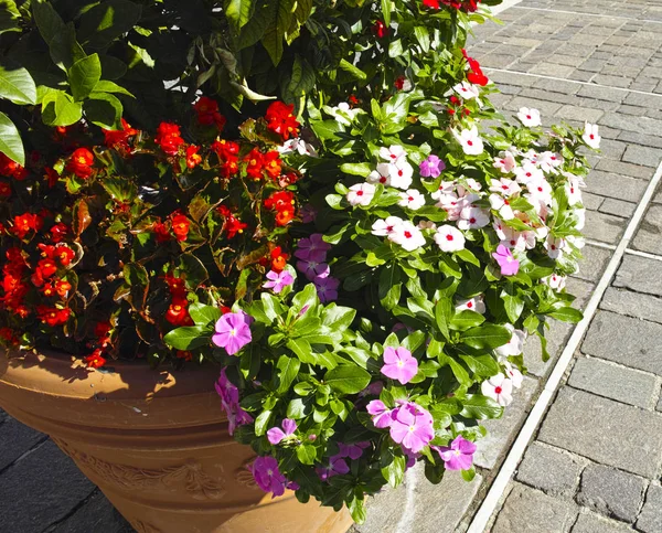 Detalle de las flores impacientes — Foto de Stock