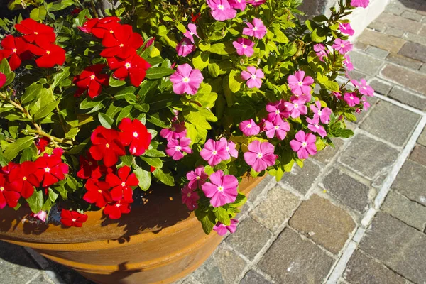 Detail of impatient flowers — Stock Photo, Image