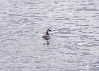 Kış tüyleri harika tepeli batağan