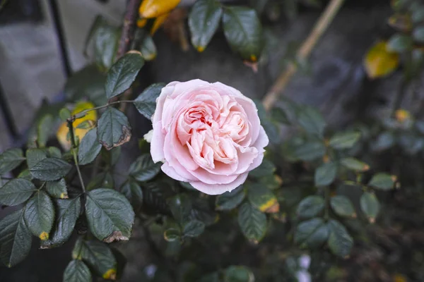 Rosa Rosa em um jardim — Fotografia de Stock