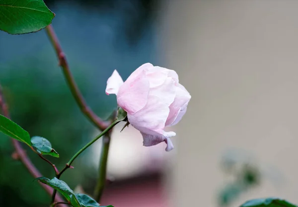 Rosa Rosa em um jardim — Fotografia de Stock