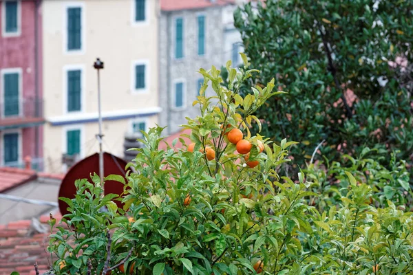 Plant van Oranje in een tuin — Stockfoto