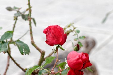 Bahçedeki kırmızı gül 