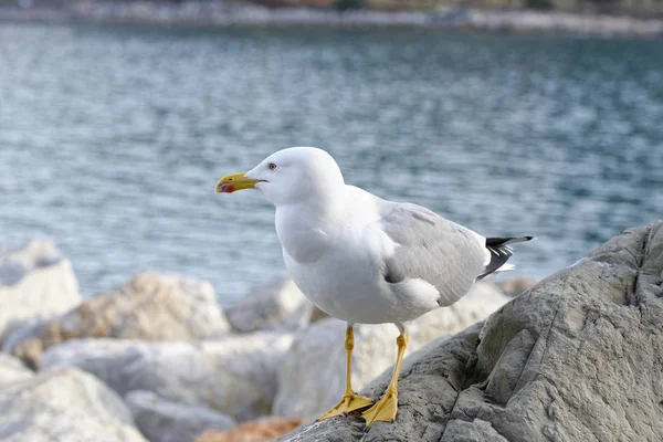 Gaivota no golfo de la spezia — Fotografia de Stock