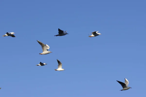 Деталь літаючої чайки — стокове фото