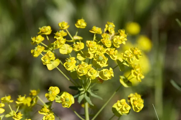 Цветы eufhorbia — стоковое фото