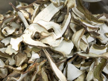 Kuru mantar boletus mantarı