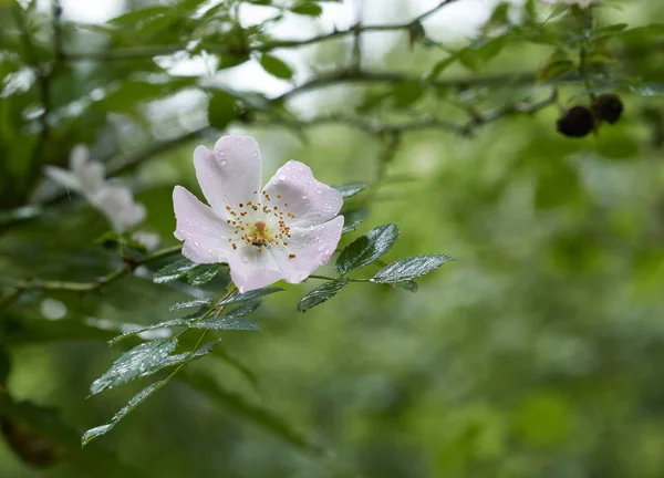 Wildrose auf einer Wiese — Stockfoto