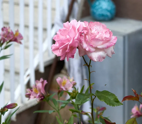 Rózsaszín rózsa a kertben — Stock Fotó