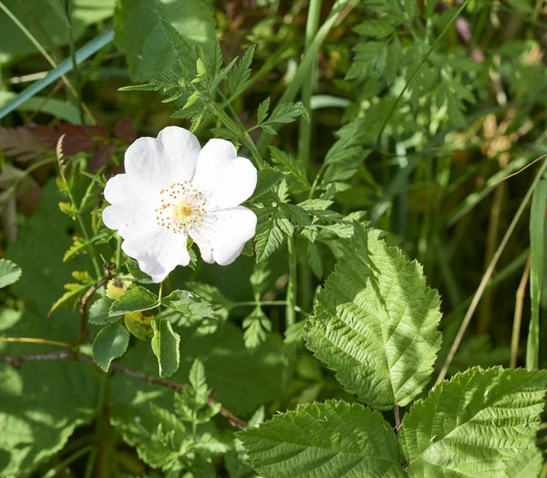 Wildrose auf einer Wiese — Stockfoto