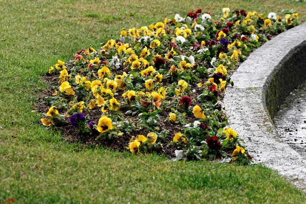 Detalj av viola blomma — Stockfoto