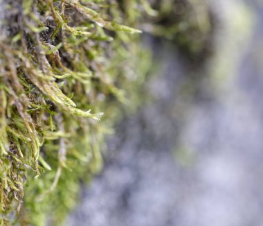 üstüne bir taş yosun