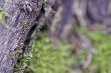 üstüne bir taş yosun