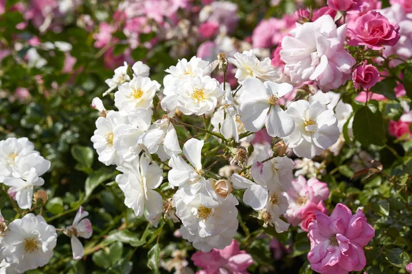 Rosa e branco — Fotografia de Stock