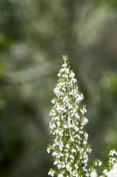Detail of erica flower — Stock Photo, Image