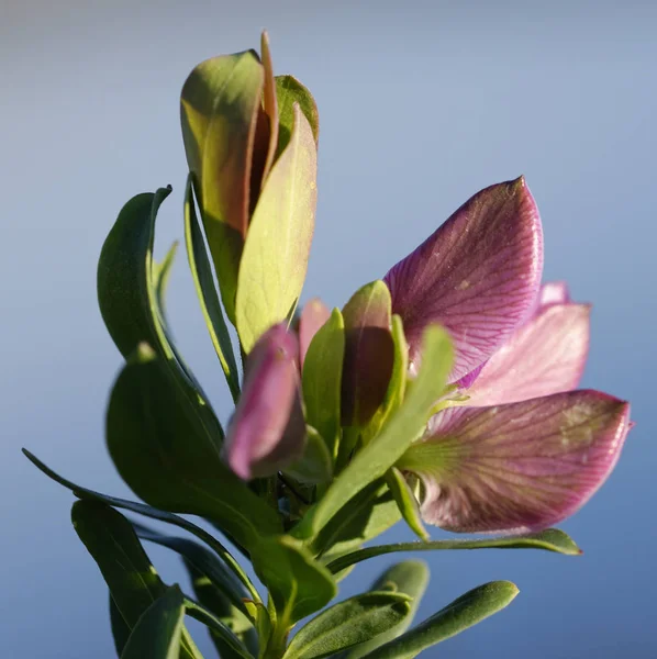 Lathyrus tuberosus detay — Stok fotoğraf