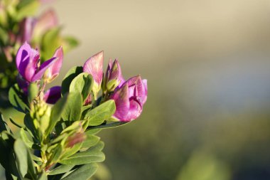 Lathyrus tuberosus detay 