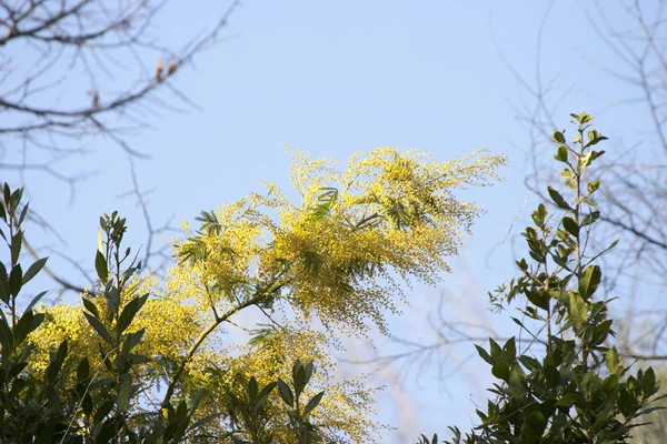 Flores de mimosa em um prado — Fotografia de Stock