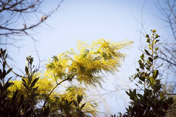 Flores de mimosa em um prado — Fotografia de Stock