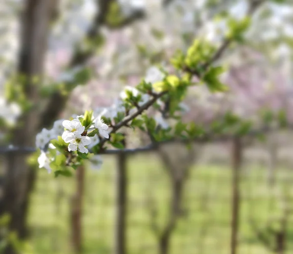 Detail der Apfelblüte — Stockfoto