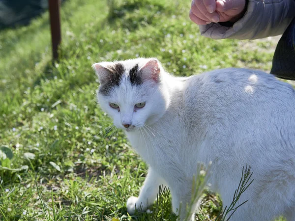 Detalle de gato blanco — Foto de Stock