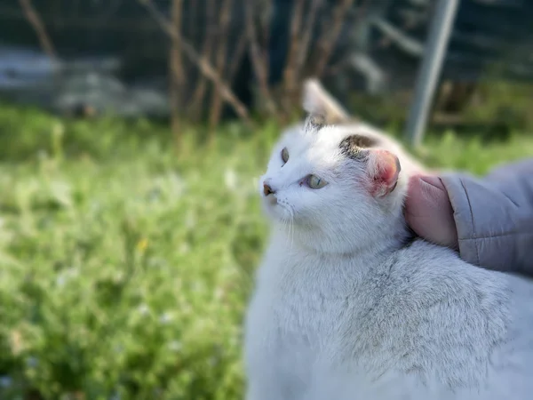 Подробности о белой кошке — стоковое фото