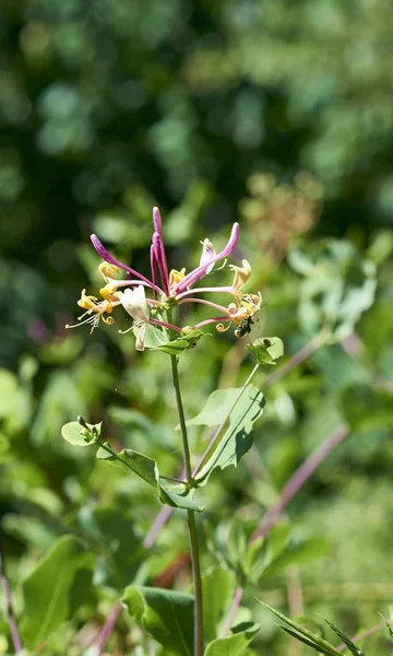 Ayrıntı caprifoli çiçek — Stok fotoğraf