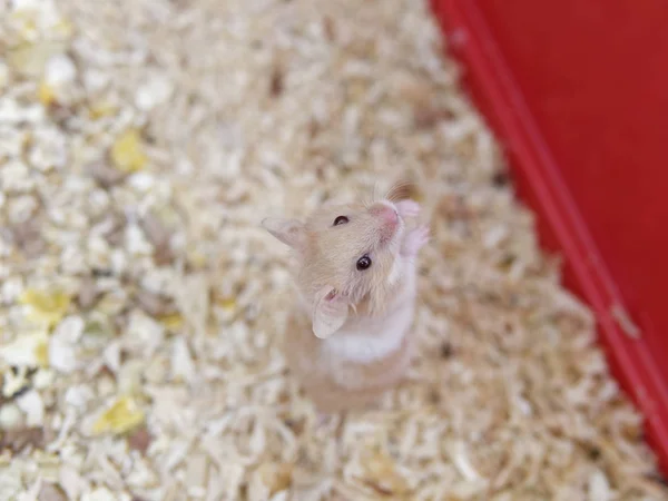 Detail des Hamsters im Käfig, Nahaufnahme — Stockfoto