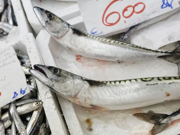 Sarda fresca num mercado — Fotografia de Stock