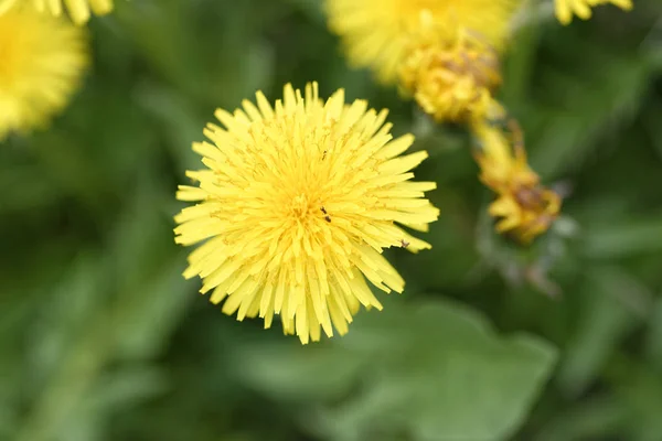 Fiore di dente di leone — Foto Stock