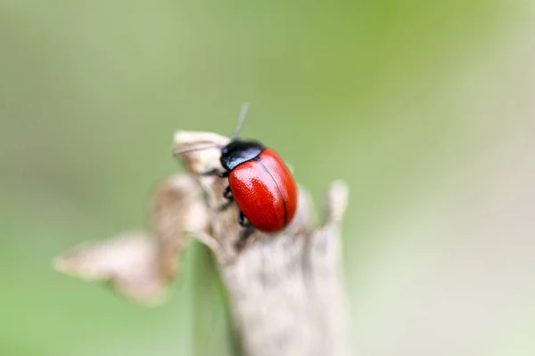 Biedronka czerwony wznosi się na liściach — Zdjęcie stockowe