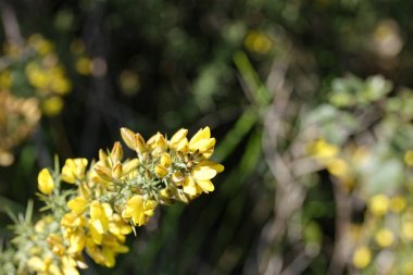  Kalikotome spinosa, dikenli süpürge veya dikenli süpürge. 