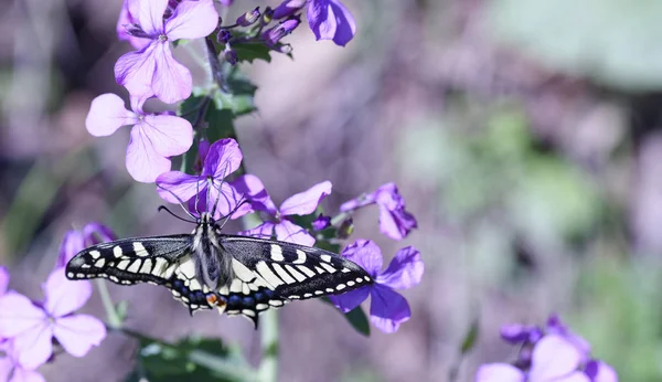 Dettaglio della Coda Rondine del Vecchio Mondo. Papilio Machaon — Foto Stock