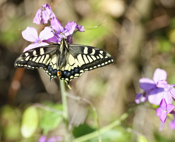 Eski Dünya Swallowtail detayını. Papilio Machaon — Stok fotoğraf