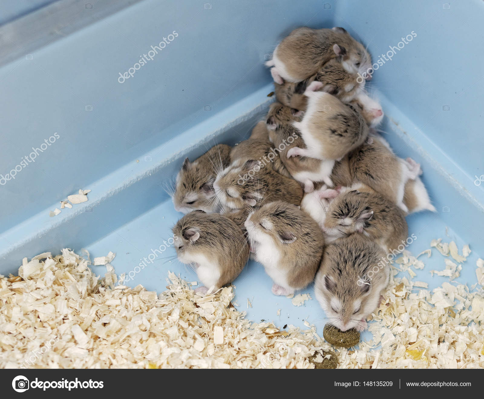 Detail Of Russian Hamster Stock Photo Image By C Leonardo1