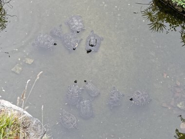 küçük bir gölde turtle