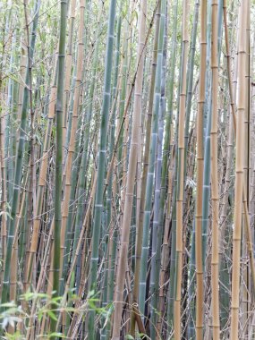 Ayrıntı Bambu Ormanı