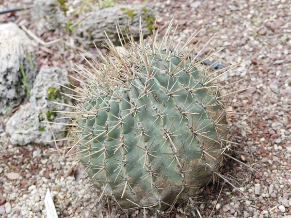 Detail einer sukkulenten Pflanze — Stockfoto
