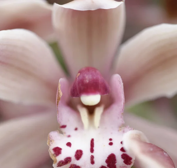 Primo piano di bella orchidea rosa vibrante — Foto Stock