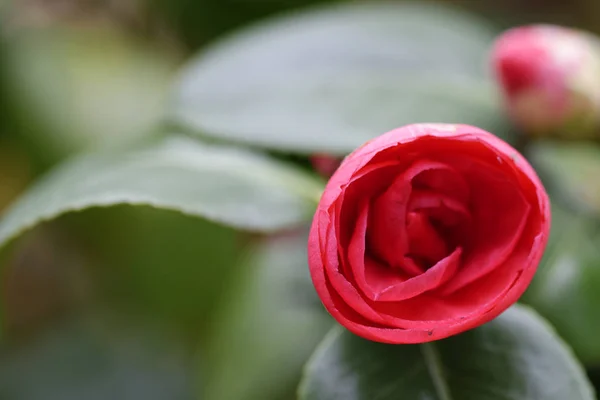 detail of camelia flower in a meadow