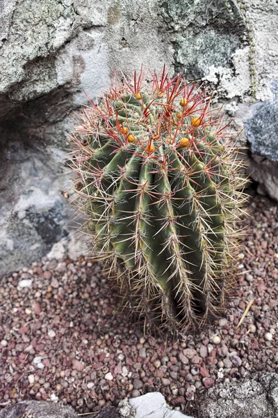 Détail d'une plante succulente — Photo