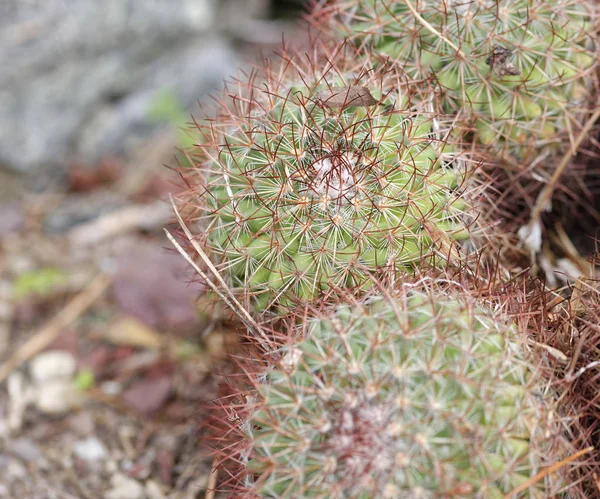 Detail van een succulente installatie — Stockfoto