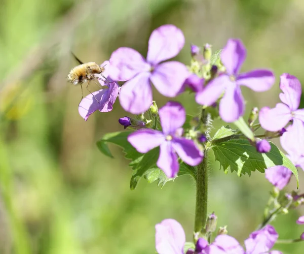 Μέλισσα-fly, Bombylius, τη συγκομιδή νέκταρ από λουλούδι — Φωτογραφία Αρχείου
