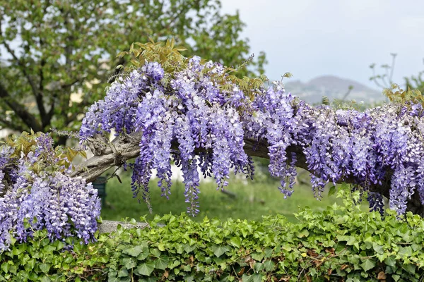 Blauweregen blauweregen bloei in een tuin — Stockfoto